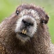 Beaver Kahn's Stream profile image