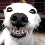 Grrr's Stream profile image