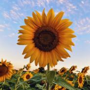 Sunflower's Stream profile image