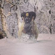 Grevling's Stream profile image