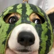 Алексей's Stream profile image