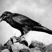 CAHR's Stream profile image