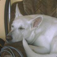 Lustau's Stream profile image