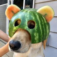 Sam_Fébander's Stream profile image