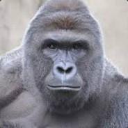 [LegendB] deadboi's Stream profile image