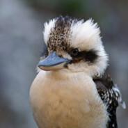 Kookaburra's - Steam avatar