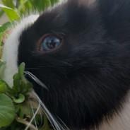 Dutchwraptor's Stream profile image