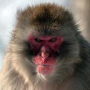 DonMandrilChang0's Stream profile image