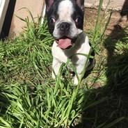 Mencho's Stream profile image