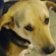 Perro Guaton's Stream profile image