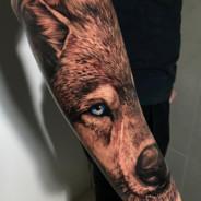 TWC 🐺's Stream profile image