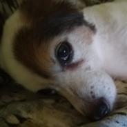 Zeratulon's Stream profile image