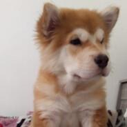 MatheusJudiss's Stream profile image