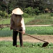 The Garden Ho's Stream profile image