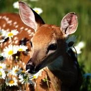 a deer's - Steam avatar