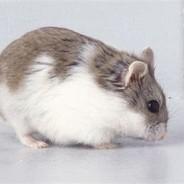 Rattofetish's Stream profile image