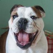 Kubique's Stream profile image
