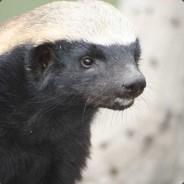 hanshell's Stream profile image