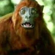 MASKAO's Stream profile image