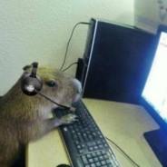 xote's Stream profile image