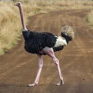Pantless Thundergoose's Stream profile image