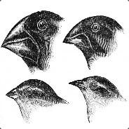 Phylo's Stream profile image