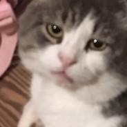 Sоup-Сheak's Stream profile image