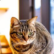 衔蝉's Stream profile image