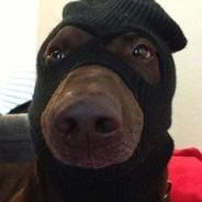 Perrito Panson's Stream profile image