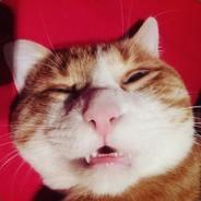 Xon Xeu LaLaLeu's Stream profile image