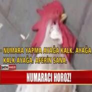 Horozbu's Stream profile image