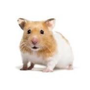 Hamster's Stream profile image