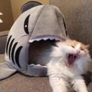 HijodelaFelina's Stream profile image