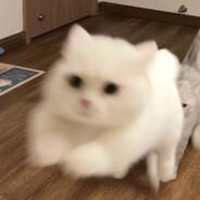 京都念辞安's Stream profile image