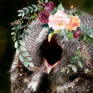 Kadmos's Stream profile image