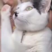 misco jones's Stream profile image