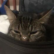 truj's Stream profile image