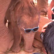Chill Ass Elephant's - Steam avatar