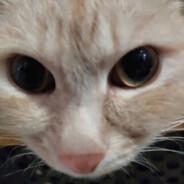 NonyConor's Stream profile image
