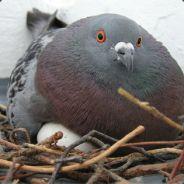 N4ir0lf's Stream profile image