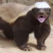 HoneyBadger's Stream profile image