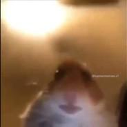 GamerHamster's Stream profile image
