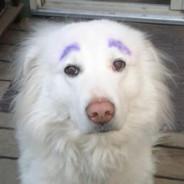 RAZZLE's Stream profile image
