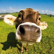 Schwenopolis's Stream profile image