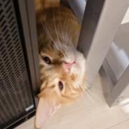 猫都不用上班's Stream profile image