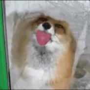 Muffin Pumper's Stream profile image