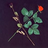 打不过手柄新手别玩了's Stream profile image