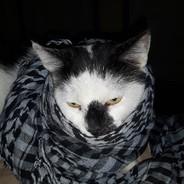 Ta_Lento's Stream profile image