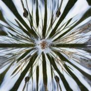 BorealBriar's - Steam avatar