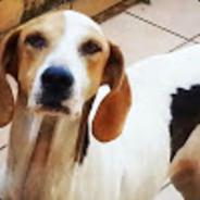 Maxado's - Steam avatar